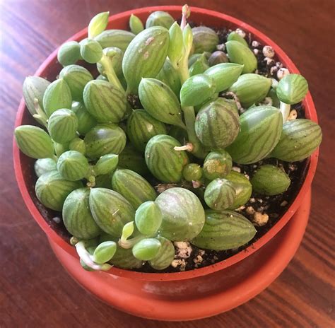 OMG - a cute little string of watermelons (Senecio Herreanus) : r/succulents