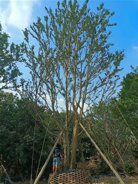 庭院景观树种类前十名：石榴树罗汉松上榜，美观又好种_排行榜123网