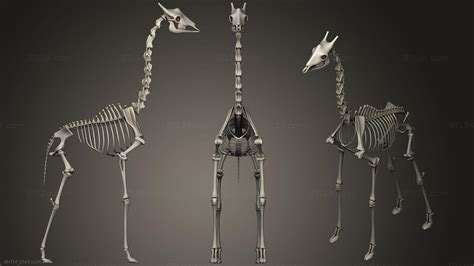 Giraffe Skeleton