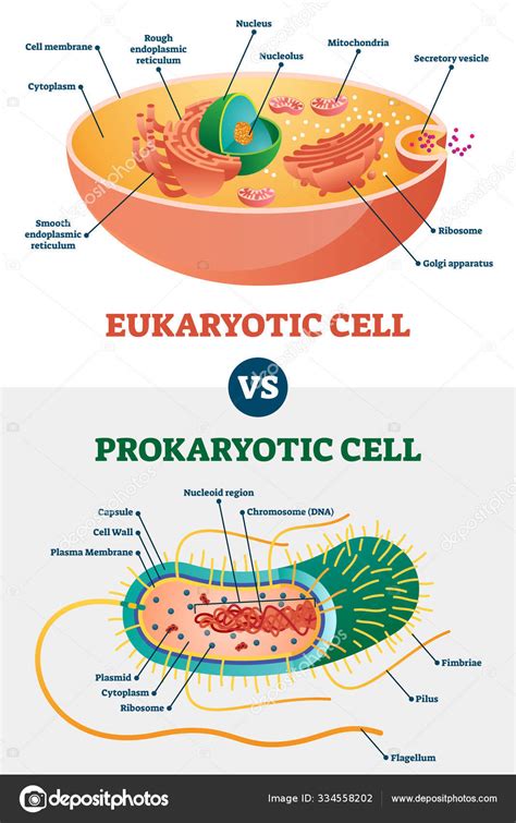 Prokaryotic Cells Diagram Labeled