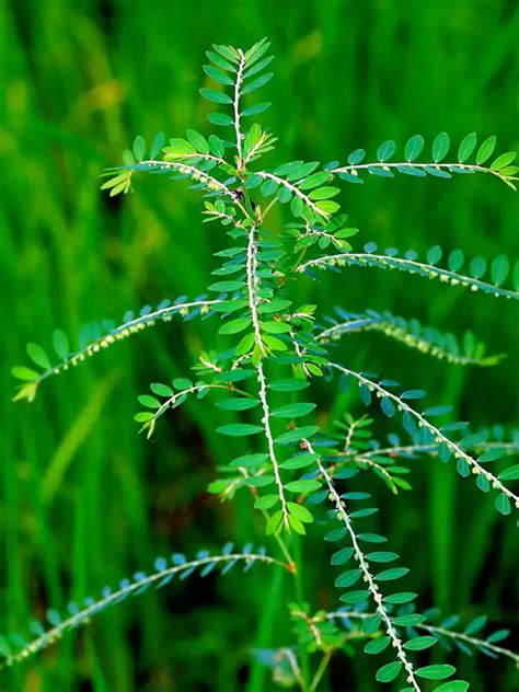 Phyllanthus amarus, Keezharnelli, Kizhukanelli, Phyllanthus, കീഴാര് ...