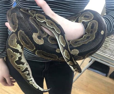 What A Slithering Idiot: Man Steals 4-Foot-Long Python Named Pasta By ...
