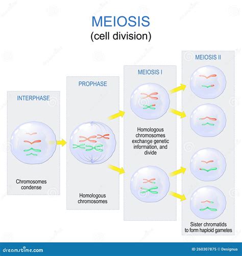 Meiosis. Cell Division For Produce The Gametes, Such As Sperm Or Egg ...
