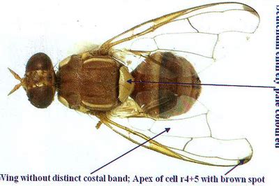 Wing without distinct costal band
