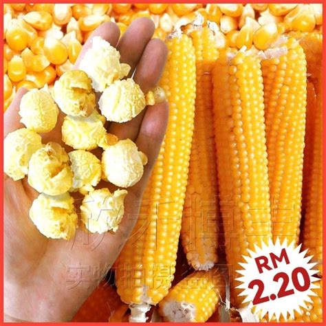 海玉14玉米种子-吉林省鑫丰园种业有限公司-农种网