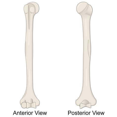 Humerus: Anatomy, Bone Markings, Labeled Diagrams, 46% OFF