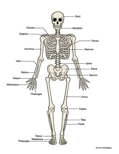 Image result for Basic Human Skeleton PDF
