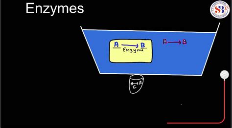 Enzymes: Definition, Functions, and their Structure
