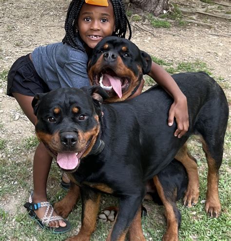 Are Rottweilers Good Family Dogs