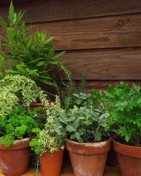 Book review: ‘Complete Container Herb Gardening’ to use in cooking or natural beauty or cleaning ...