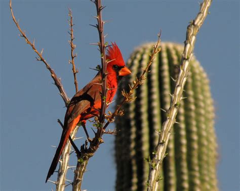 Road Runner Range 的图像结果