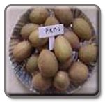 Horticulture :: TNAU :: Varieties :: Fruit crops-Sapota