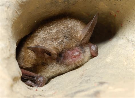 Northern long-eared bat | FWS.gov