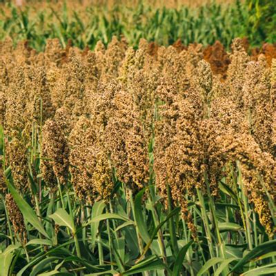 Animal Feeds | Millenia Global Pvt Ltd