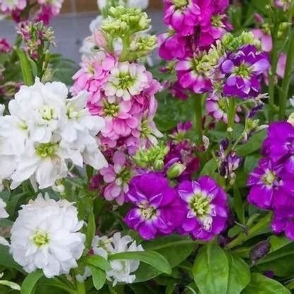 KANAYA Ten - Week Stock Flower Seed Price in India - Buy KANAYA Ten ...