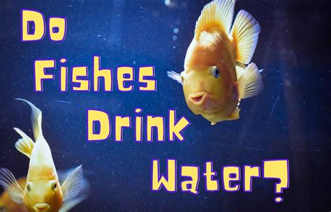 Do All Fish Drink Water at Evelyn Bromley blog