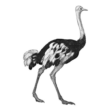 Ostrich clip art Images - Free Download on Freepik