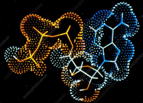 Image result for ATP Molecule Structure