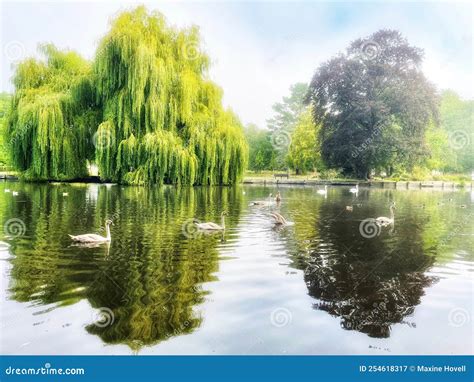 árbol De Sauce Lloroso Que Crece En El Lado Del Lago Imagen de archivo ...
