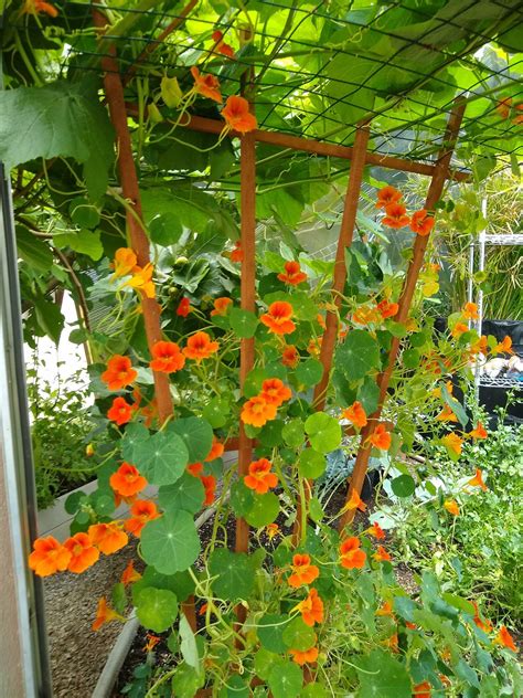 Nasturtiums: Edible, Effortless, Dazzling Companion Plants - : Growing ...