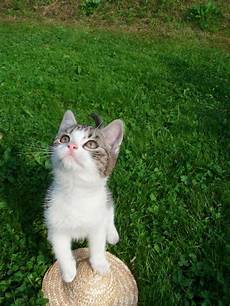 katzen malvorlagen jogja katzen kaufen und verkaufen per kleinanzeigen holidays oo katzen malvorlagen jogja katzen kaufen und verkaufen per kleinanzeigen holidays oo