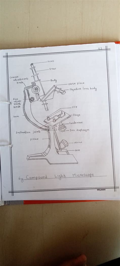 Image result for Compound Microscope Diagram Class 12