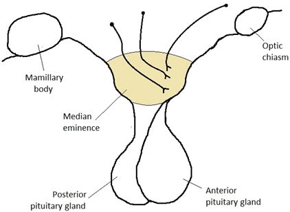 Image result for Thyroid Disease Classification Using Meachine Learning Algorithms