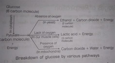 Draw a flow chart to explain the basic pathway of aerobic respiration ...