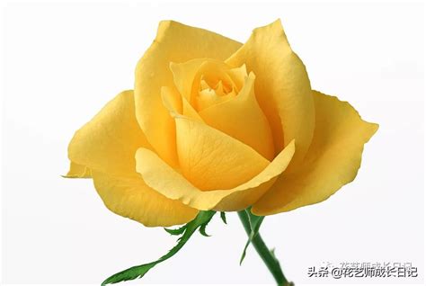 1到100朵玫瑰花语是什么(从1-9394朵玫瑰花语加图片大全，送花，原来这么多讲究！) | 说明书网
