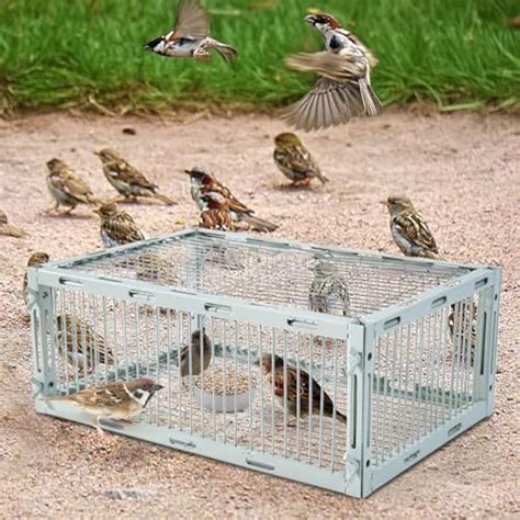 SorenCut Bird Trap Cage with Escape-Proof, Bird Traps for India | Ubuy