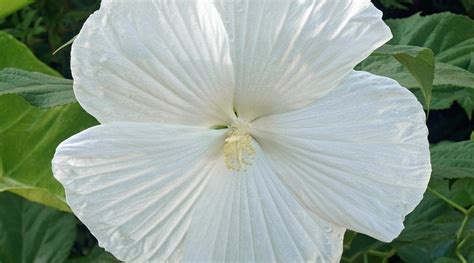 Matri Bhumi White Hibiscus Plant Sada Joba Live Flower Bush Healthy ...