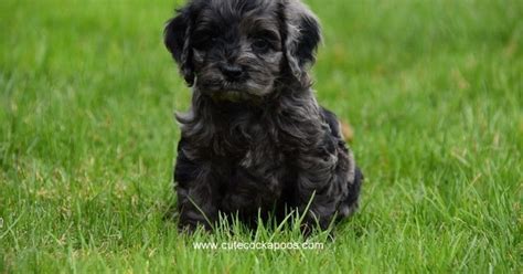 Image result for Flat Coat Cockapoo