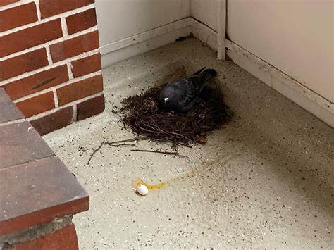 Nesting Pigeon : r/pigeon