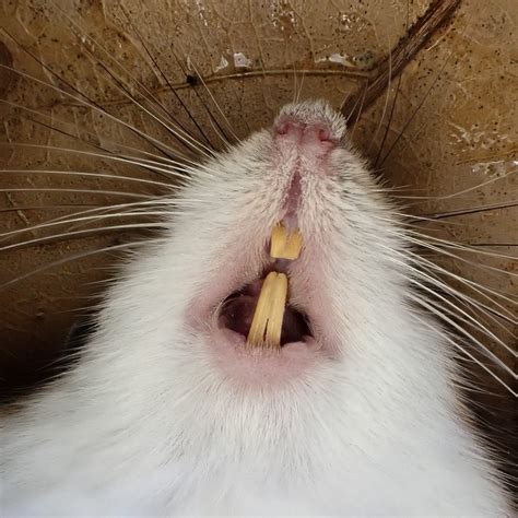 Mice-capades - Forest Barkdoll-Weil Fine Art Photography