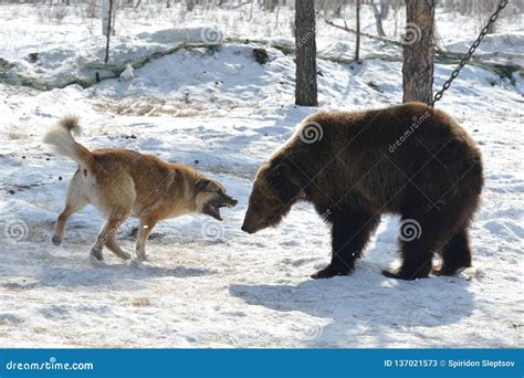 Training Dog To Hunt Bear. Yakutia, Russia. Editorial Stock Photo ...