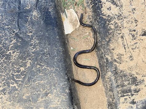 Possible, sneak worm ? Southwestern US. Arizona, climate 75 degrees Fahrenheit. Thanks every one ...