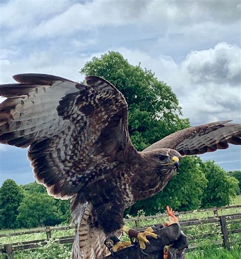STOCKLEY FARM BIRDS OF PREY CENTRE (Updated 2026) All You Need to Know ...