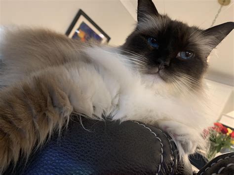Poor Stella can barely fit on the top of the couch : r/ragdolls