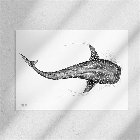 Whale Shark Sketch