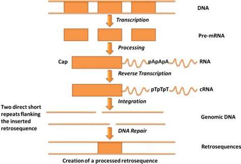 RNA Processing Steps 的图像结果