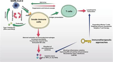 Humoral Immunity Vs Cell Mediated Immunity