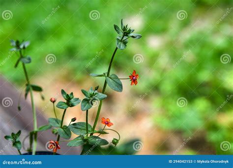 Scarlet Pimpernel Flowers in Bloom in Springtime Stock Image - Image of ...