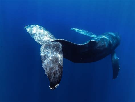 Gallery – Dolphin Eyes