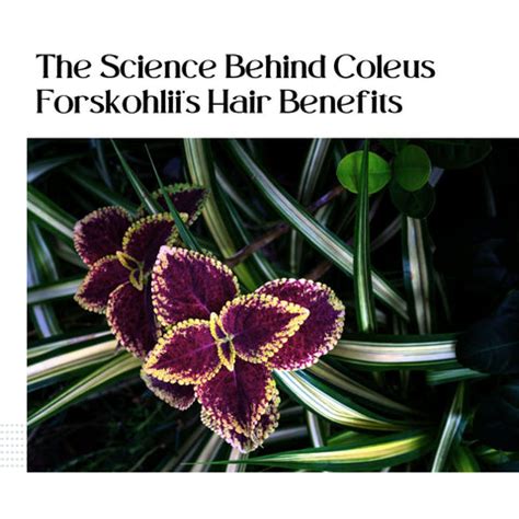 The Hair Benefits of Coleus Forskohlii Oil | Clinikally