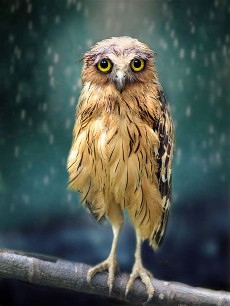 Image result for Animals to Draw in Google Colab Using Python Code