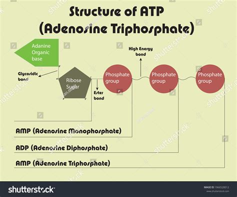 Adp Amp Mononucleotides | AMP, ADP And ATP | Structure And Function