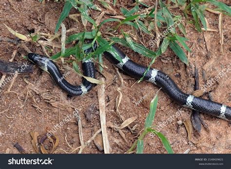 Top Down View Indian Krait Bungarus Stock Photo 2148429621 | Shutterstock