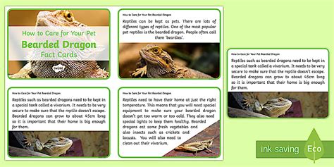Bearded Dragon Facts | How to Care for Your Pet Fact Cards