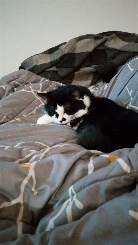 Tails From Adopters - Conway Area Humane Society - Conway, NH