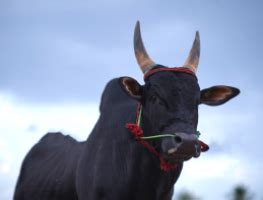 RKR Educational institution